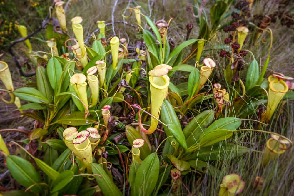 The Venus Flytrap Isn’t the Only Carnivorous Plant