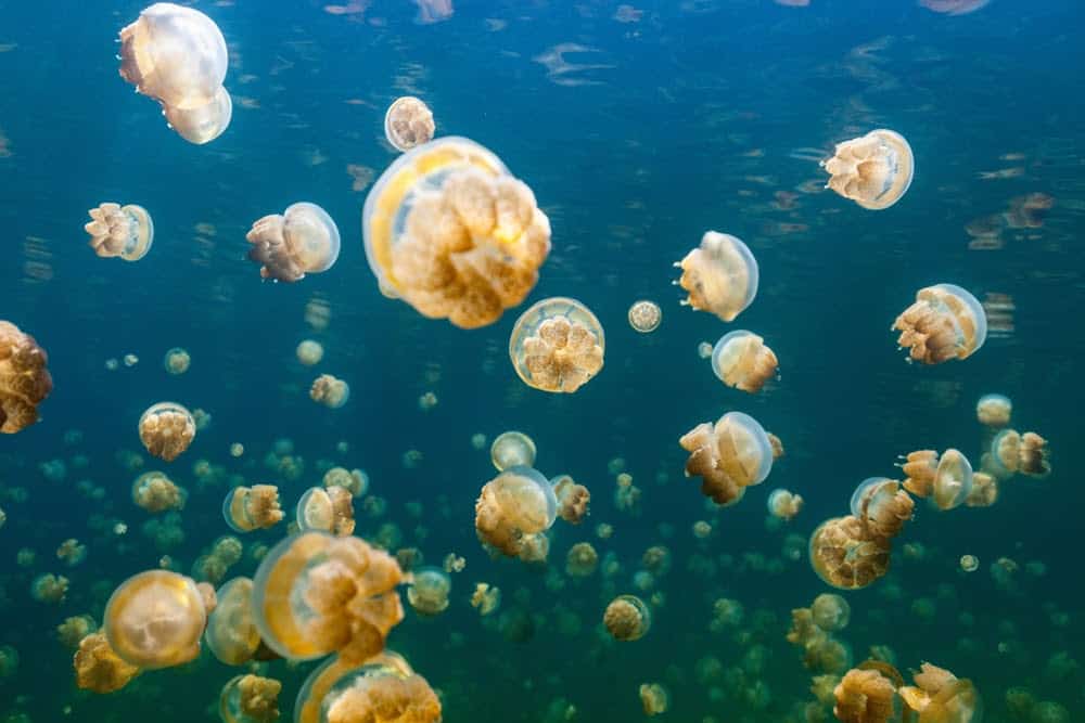 Jellyfish Snot Can Sting a Human Without Even Touching Skin