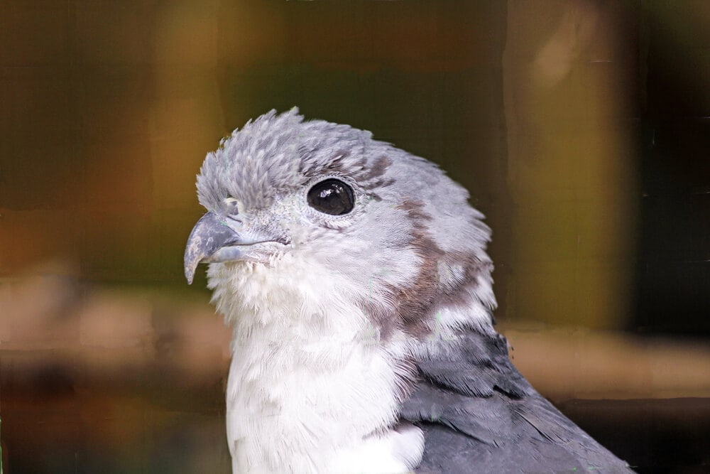 25 Incredible Bird Species Of The Amazon