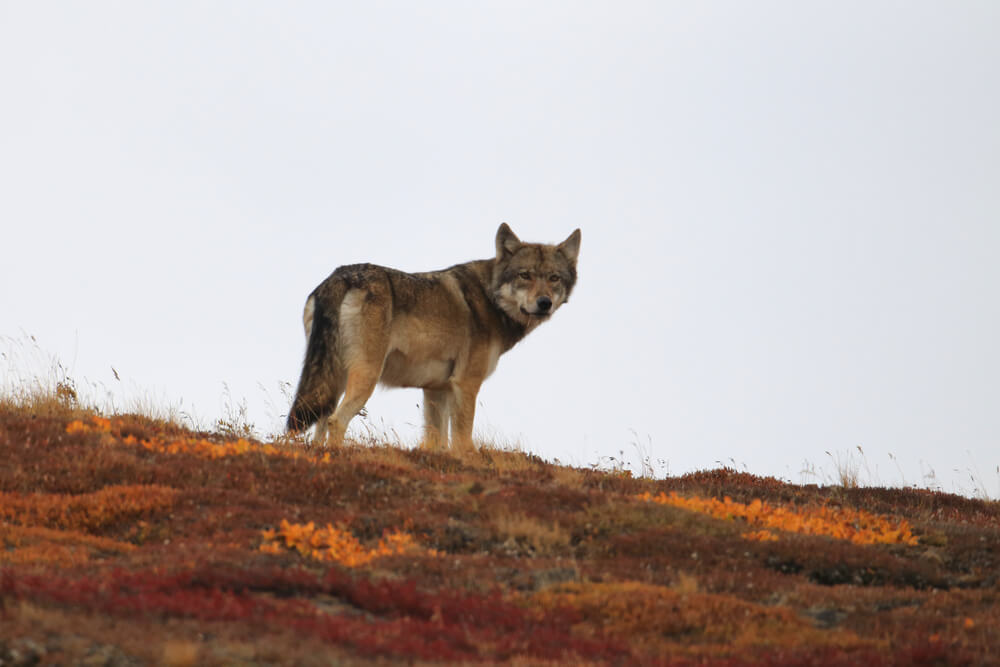 Wildlife in Alaska Puts the Continental US to Shame