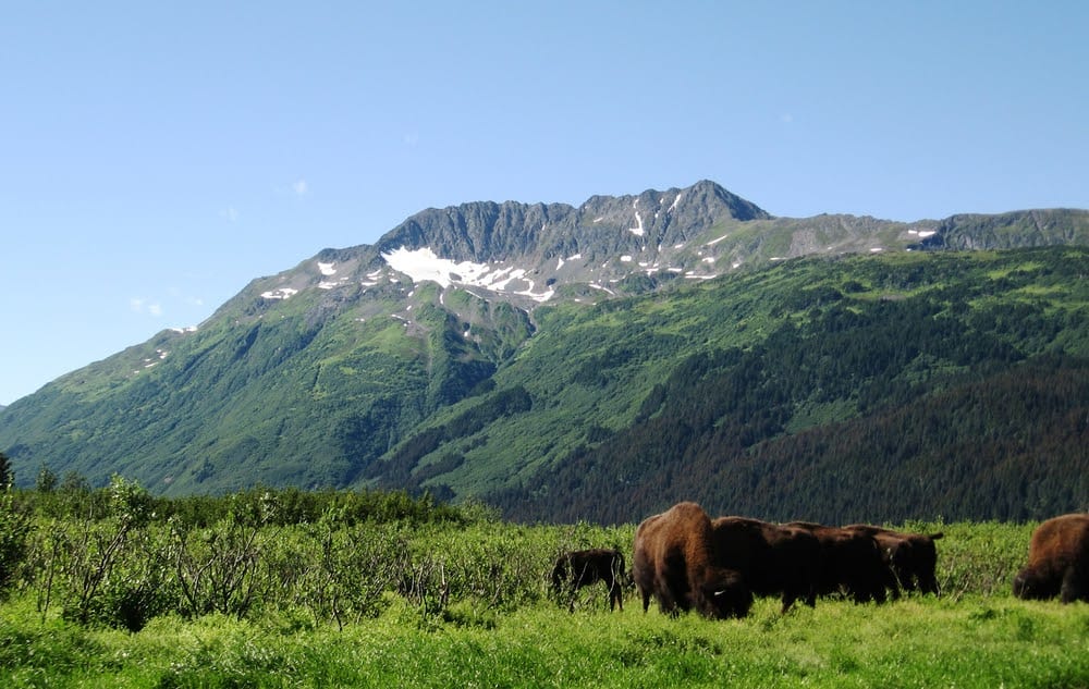 Wildlife in Alaska Puts the Continental US to Shame