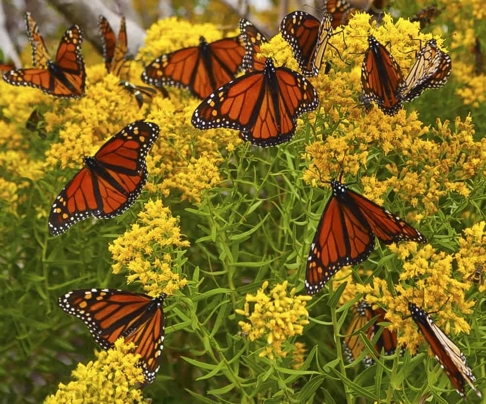 Monarch Patterns Are Changing – Here’s Why