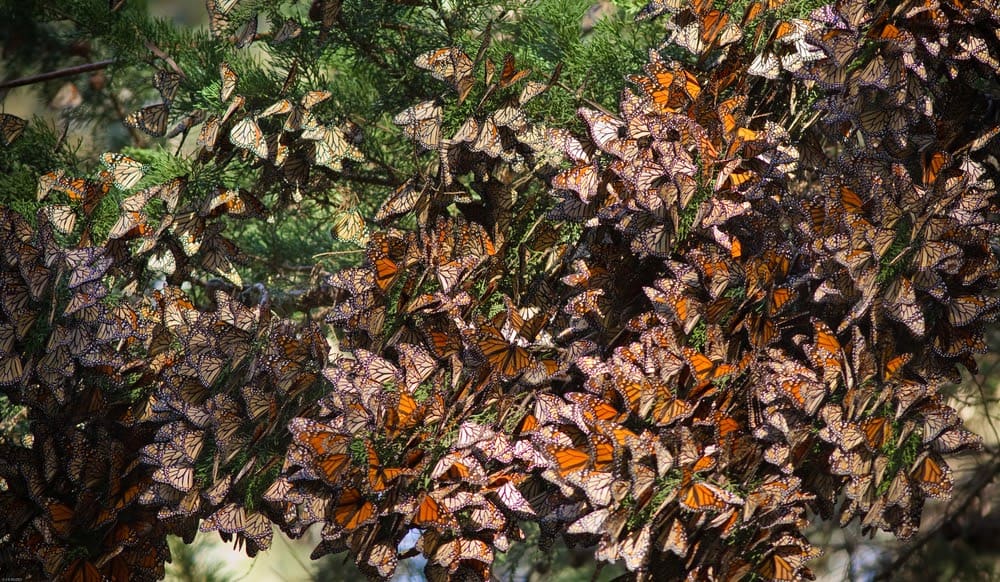 Monarch Patterns Are Changing – Here’s Why