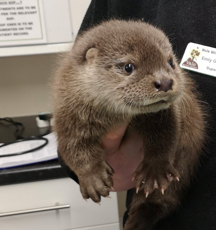 Heartwarming Otter Facts That Will Make Your Day A Little Brighter