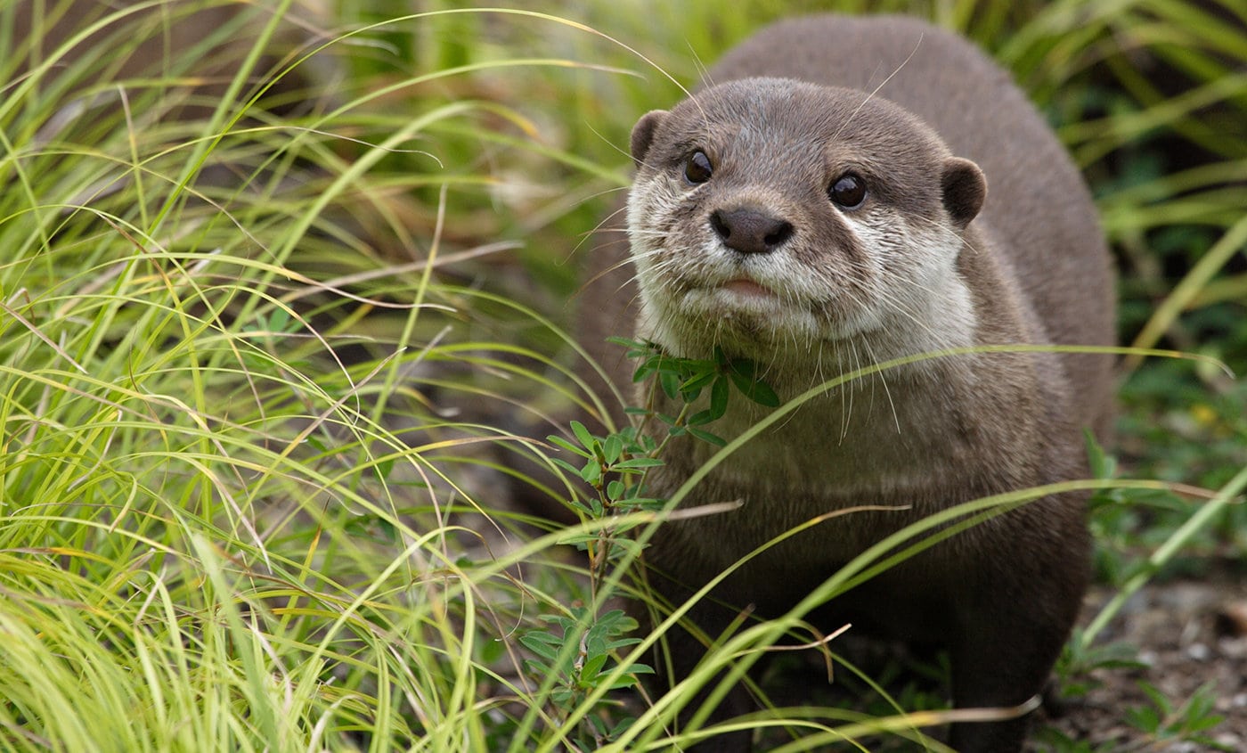 Heartwarming Otter Facts That Will Make Your Day A Little Brighter