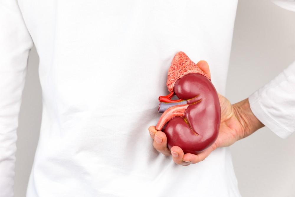 35 Things Major Organs Do That Science Class Didn’t Teach