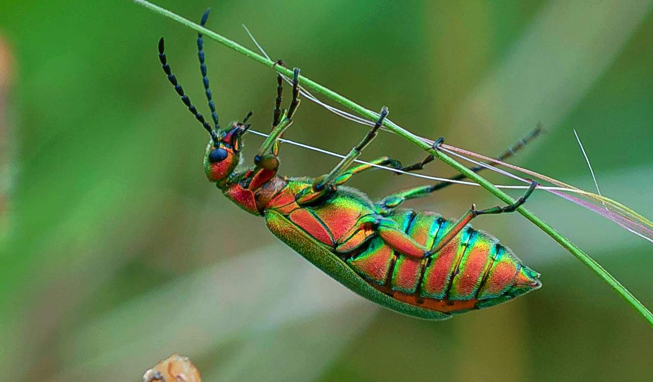 The World’s Creepiest Insects That Will Make Anybody’s Skin Crawl