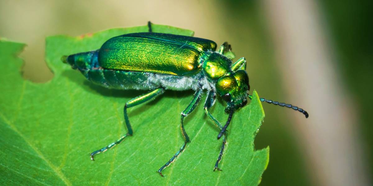 The World’s Creepiest Insects That Will Make Anybody’s Skin Crawl