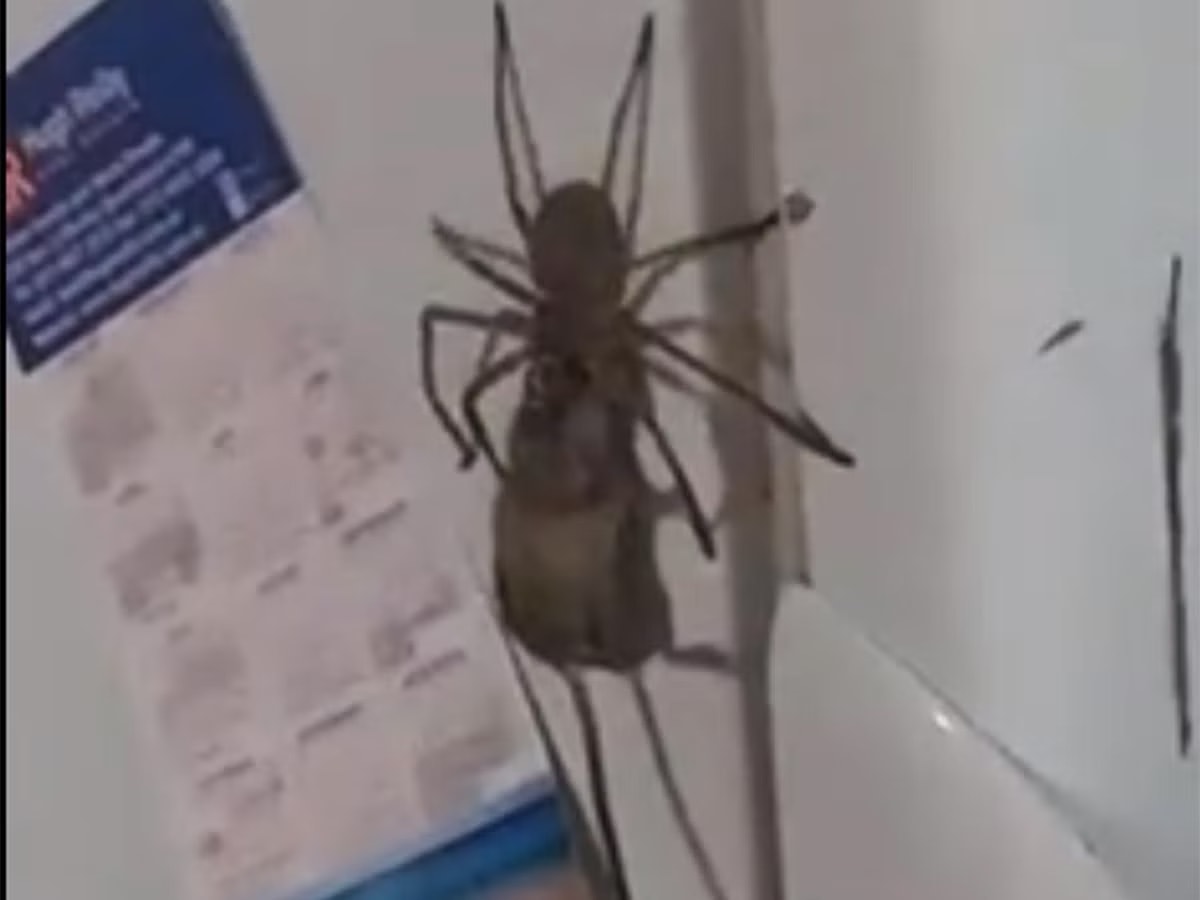 Scariest Spider Encounters That Will Make You Say “Burn It Down”