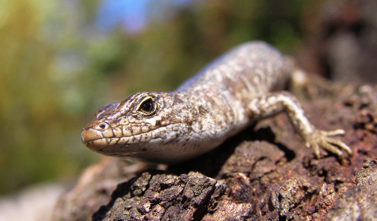 Incredible Animals That Can Gender-Switch