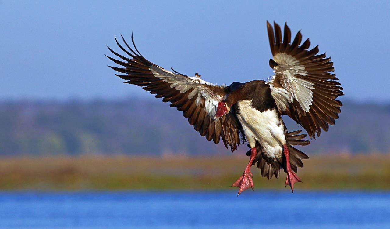 The Fastest Animals on the Planet Today