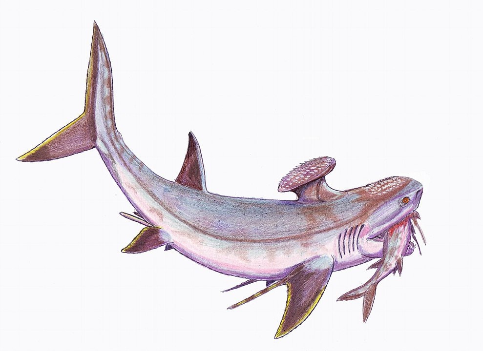 A List of Ancient Sharks from Small to Scary