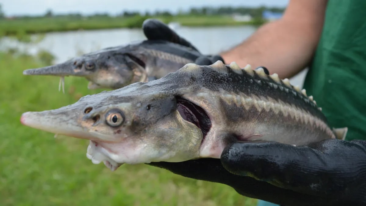 35 Hybrid Animal Species