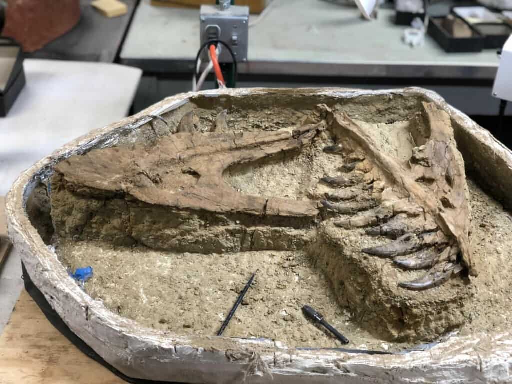 The Groundbreaking Discovery of a Tiny T-Rex in Utah