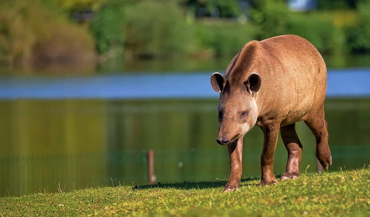 The Worst Things That Ever Happened At Zoos