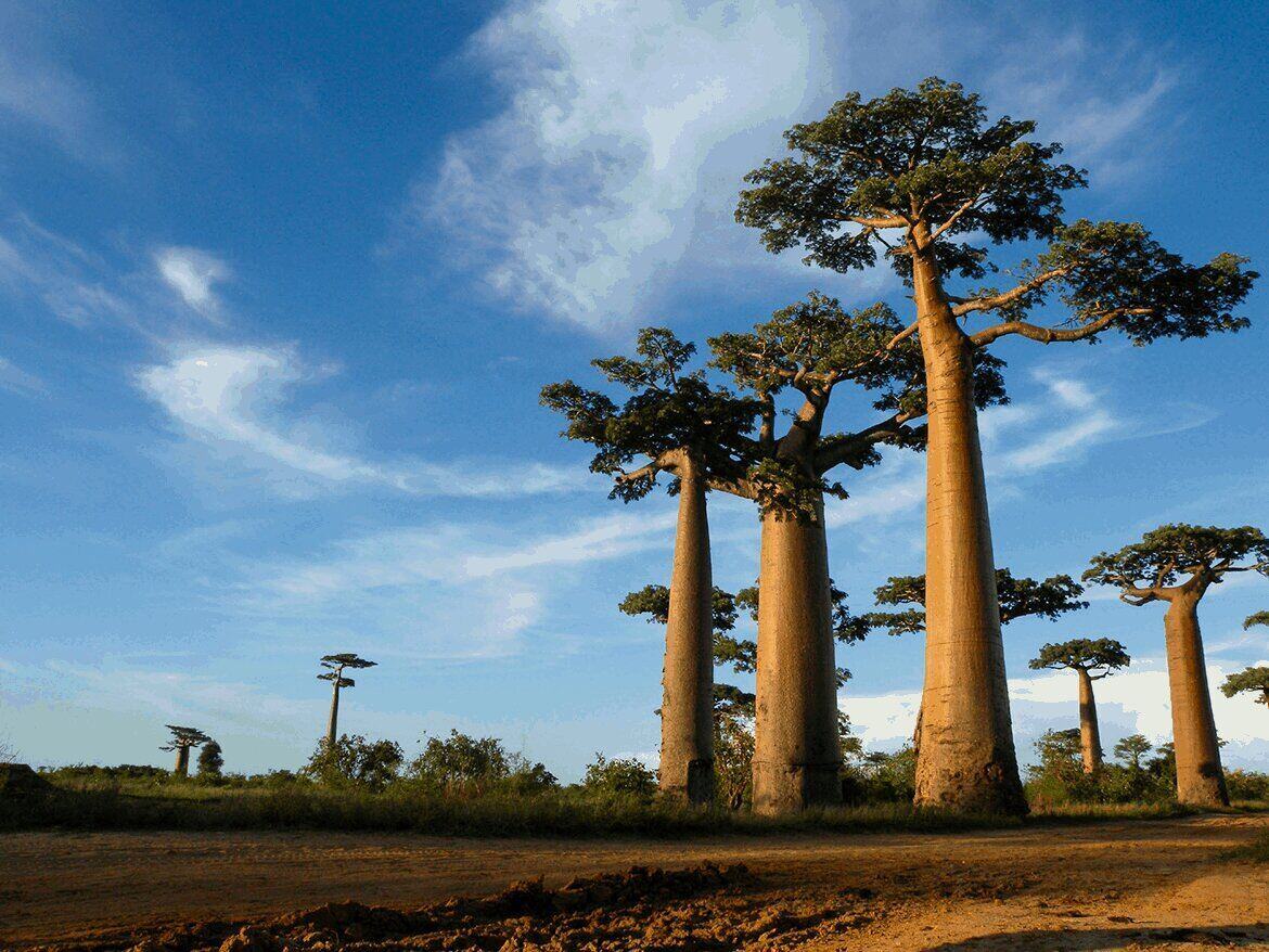 Some of these Majestic Animals Can Only be Found in Madagascar