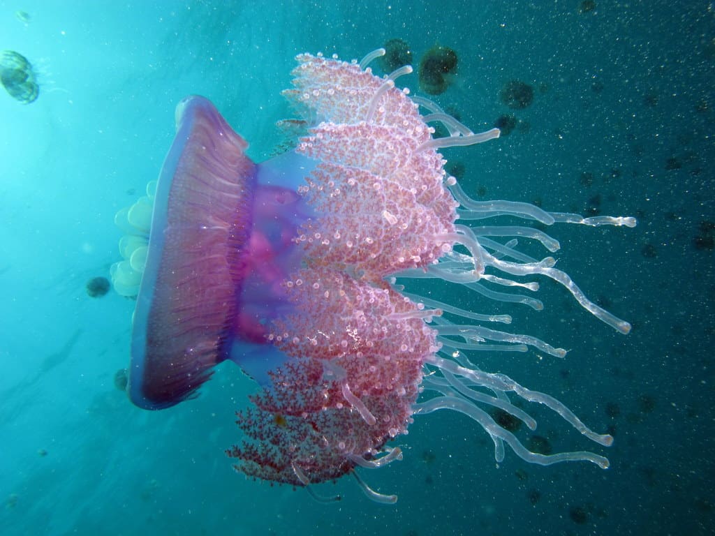 the water is full of cauliflour jellyfish cephea cephea at marsa shouna red sea egypt scuba 6238367