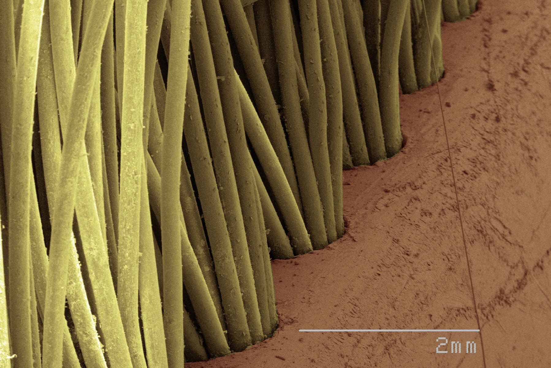 These Everyday Items Turn Into Something Incredible Under a Microscope