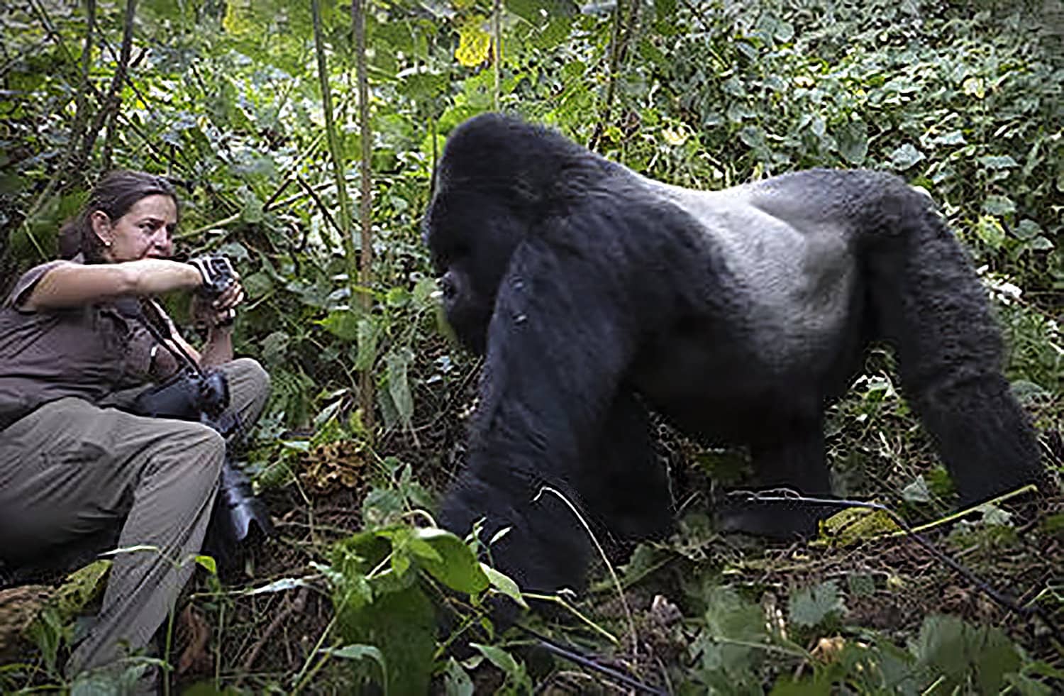 Wildlife Photographers Who Risked Their Lives For The Perfect Shot