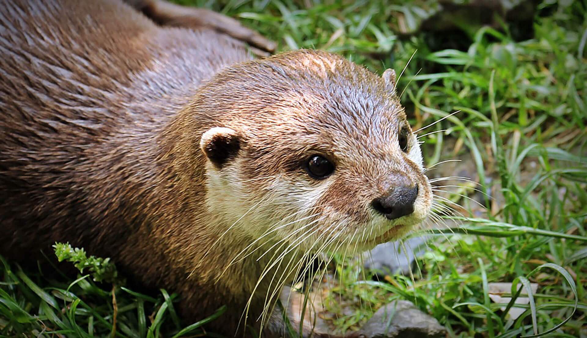 Heartwarming Otter Facts That Will Make Your Day A Little Brighter