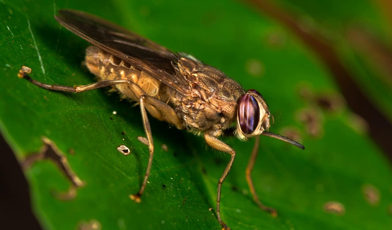 The World’s Creepiest Insects That Will Make Anybody’s Skin Crawl