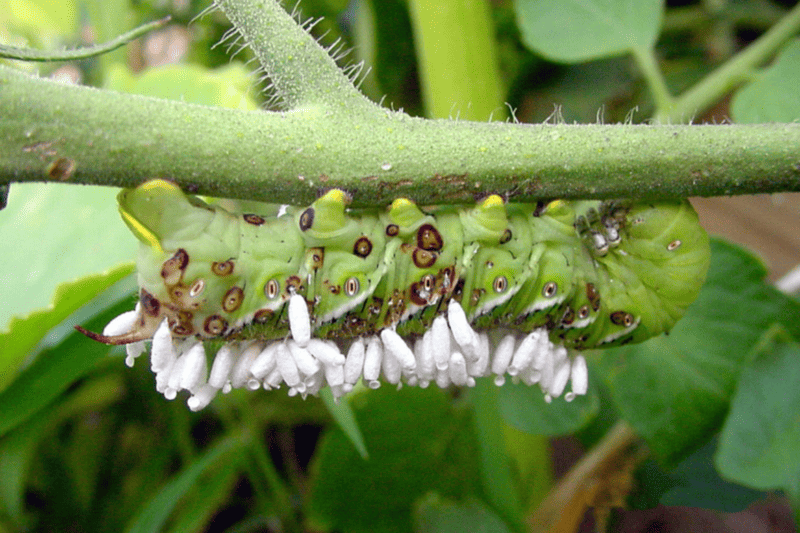 Zombies in Nature: Parasites and Diseases that Cause Zombie Effects