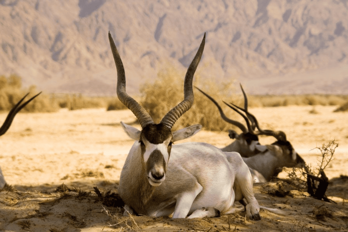 Little Known Facts About the Sahara Desert and Its Extreme Animals