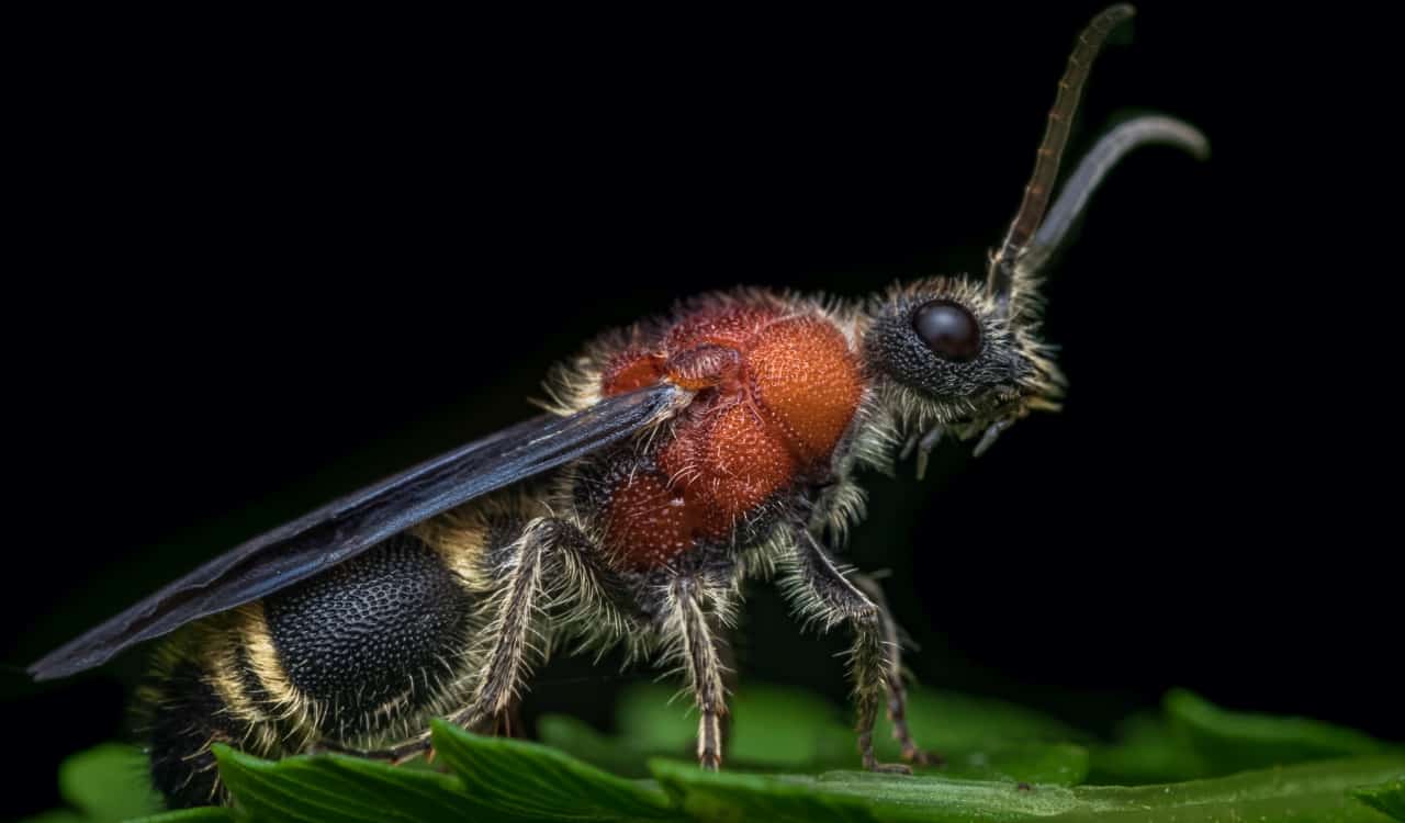 The World’s Creepiest Insects That Will Make Anybody’s Skin Crawl