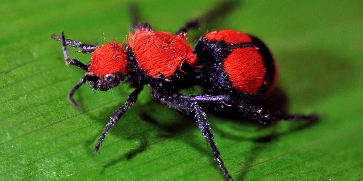 The World’s Creepiest Insects That Will Make Anybody’s Skin Crawl