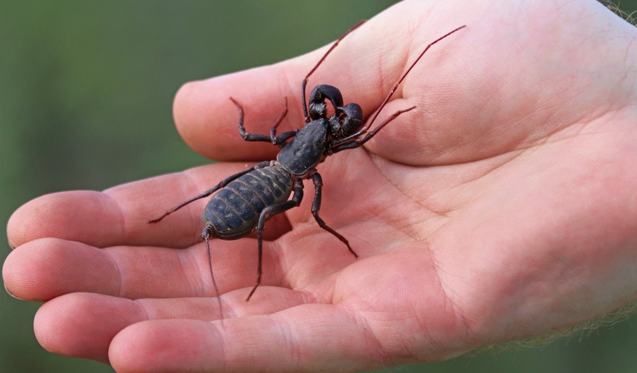 These Mysterious Animals Still Baffle Scientists