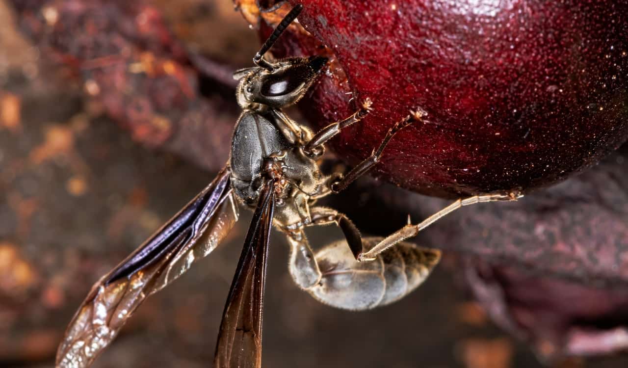 The World’s Creepiest Insects That Will Make Anybody’s Skin Crawl