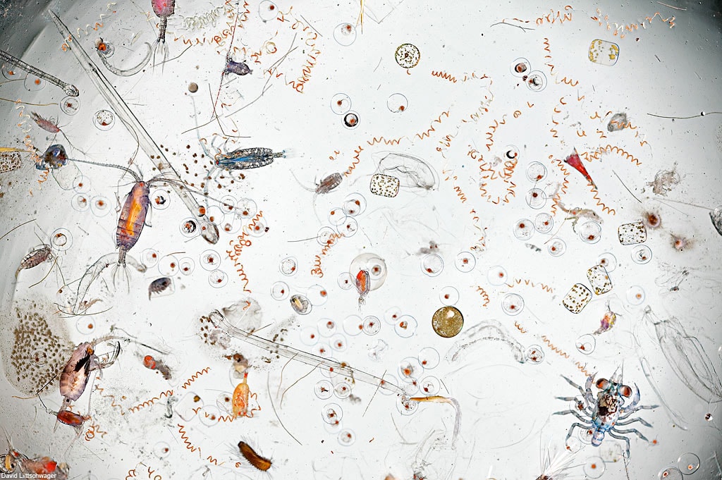 These Everyday Items Turn Into Something Incredible Under a Microscope