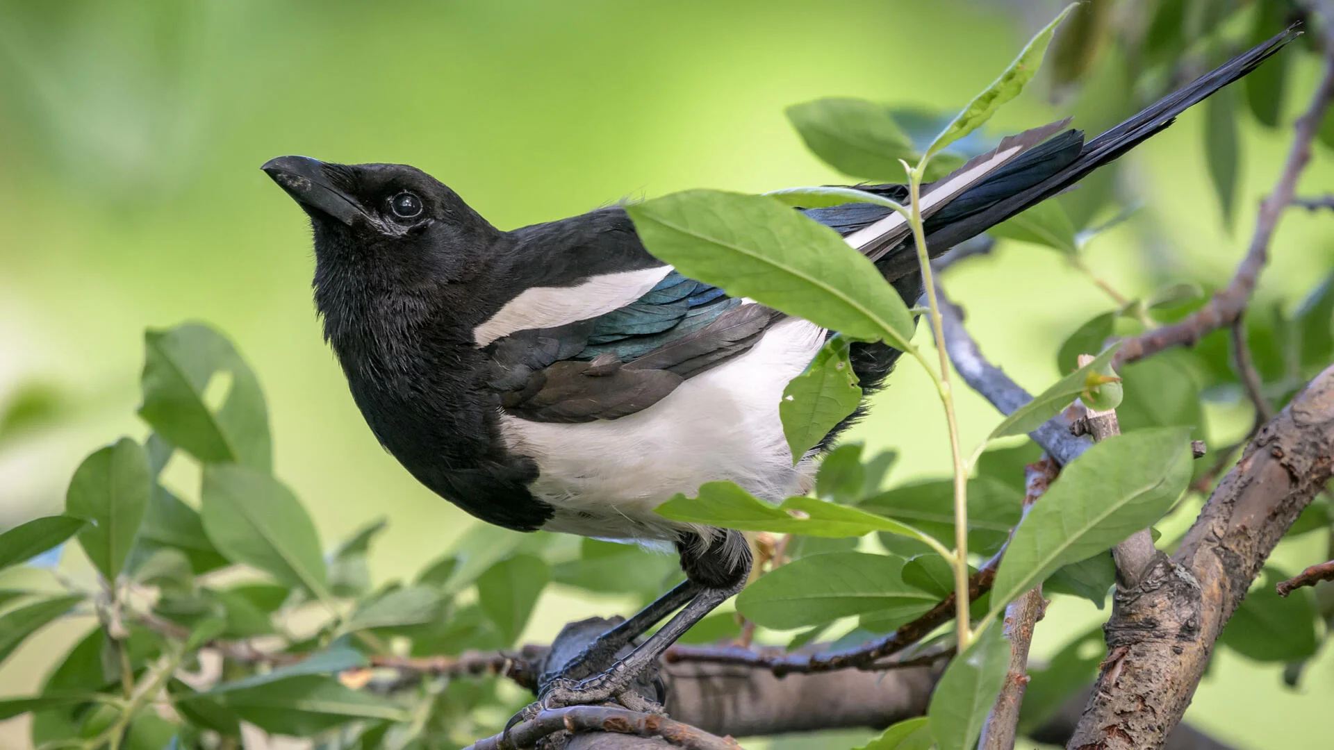 The Most Extreme Birds On The Planet