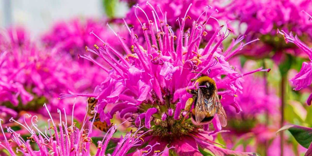 A Natural Science Enthusiast’s Guide to Medicinal Plants