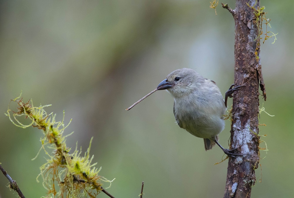 These Tool-Wielding Animals Are Entering the Stone Age