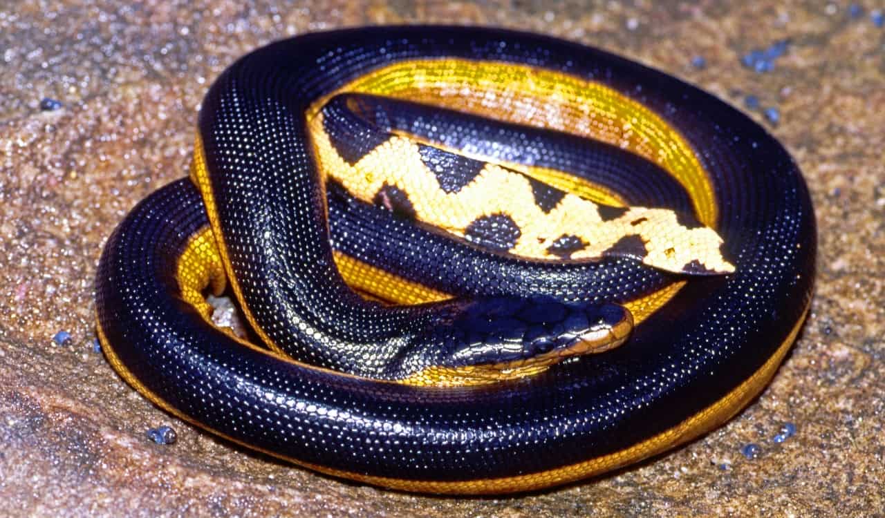 The Most Venomous Snakes On Planet Earth Today