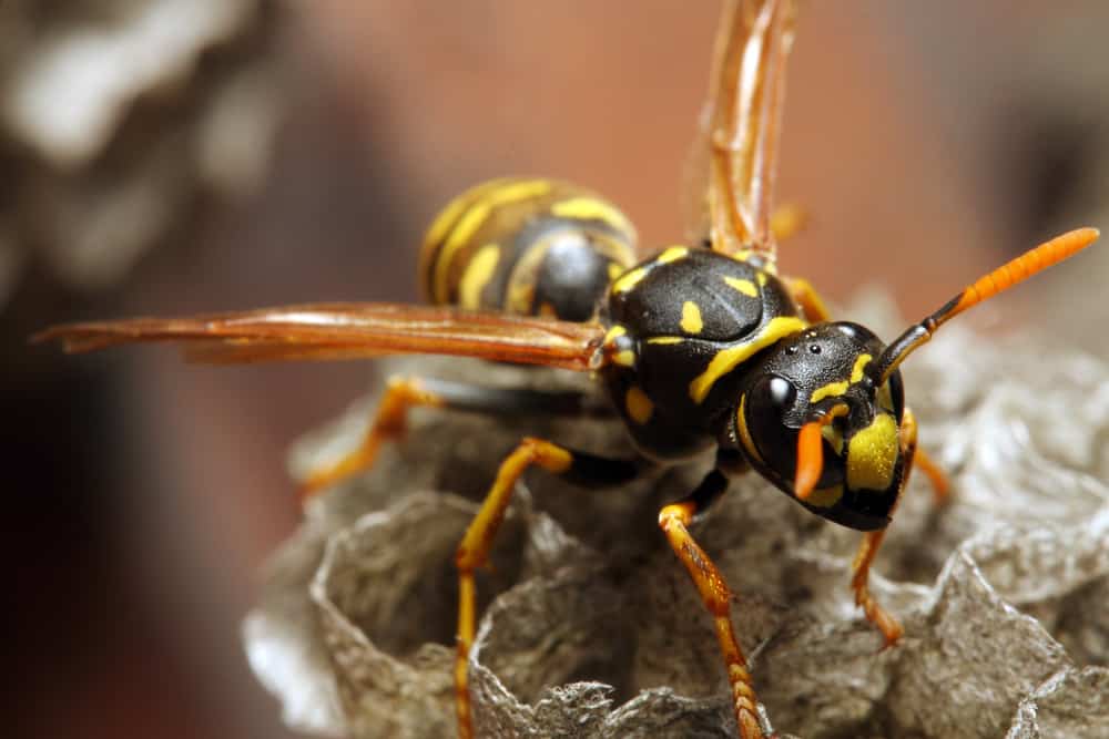 Terrifying Bees & Wasps That Will Keep You Indoors