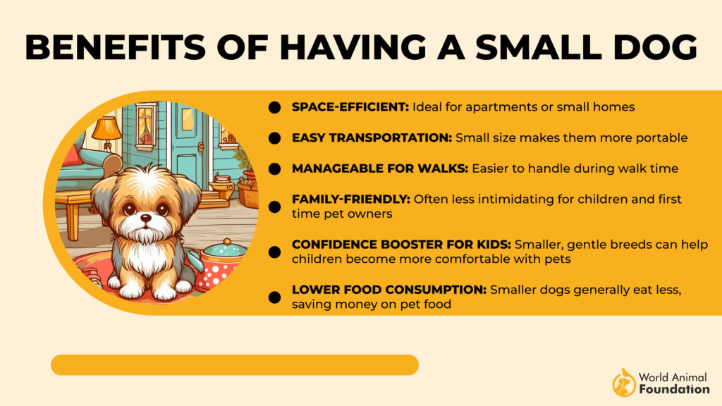 Benefits of Having a Small Dog