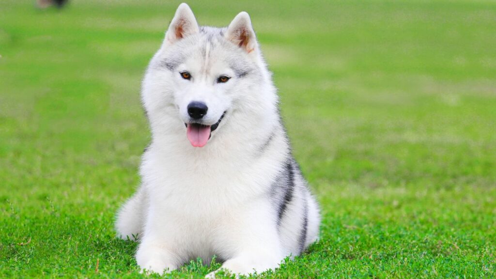 beautiful dog breeds