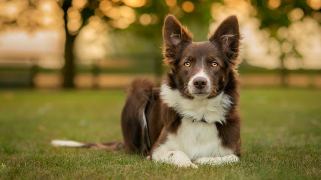 Cons of the Border Collie