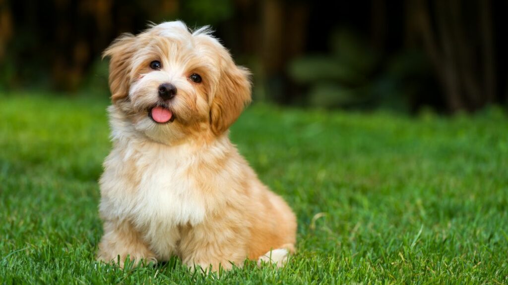 what is the friendliest dog breed