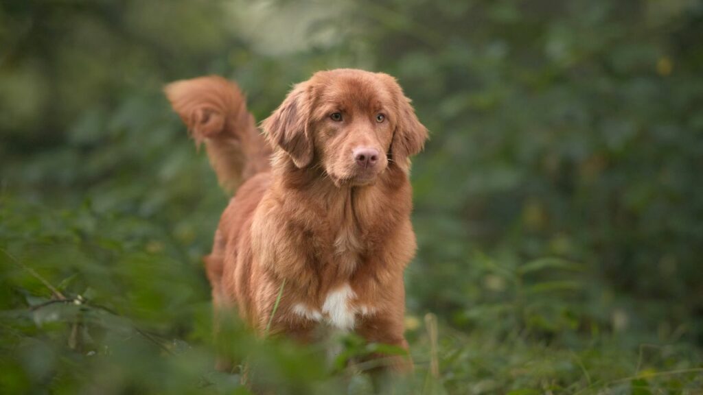 retriever breeds