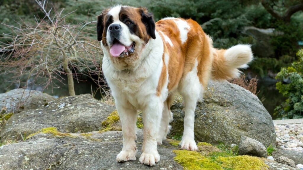 1728422710 577 Saint Bernard