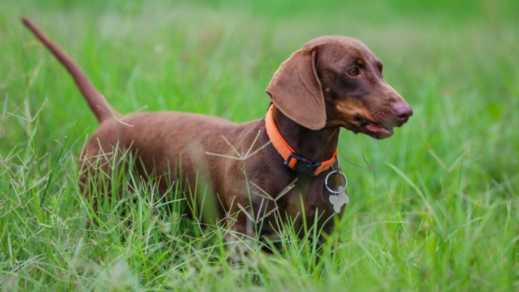 tracking hounds
