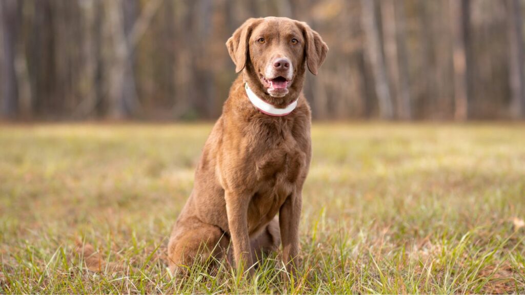 duck hunting dog
