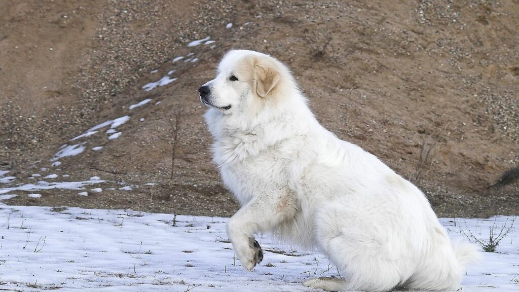 Guard Dogs to Protect Against wildcats