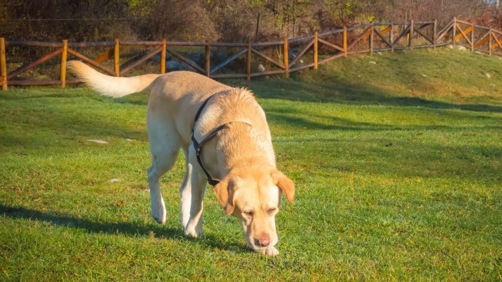 what dog has the best sense of smell
