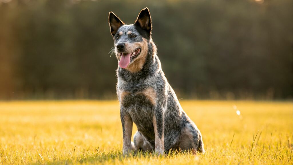 Smartest Large Guard Dog 