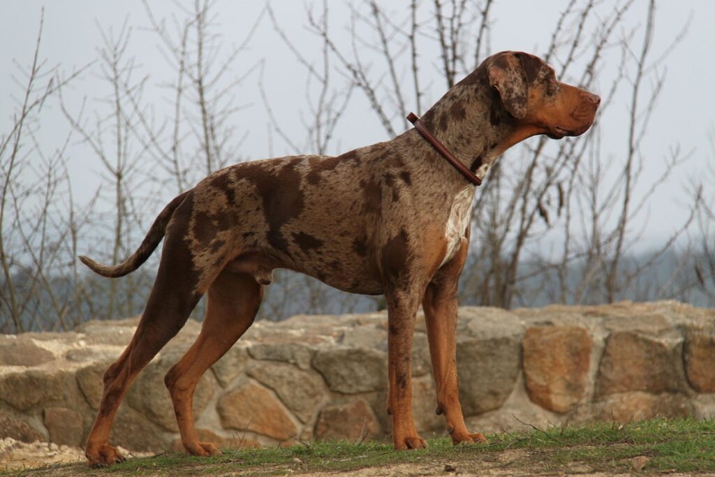 Catahoula Leopard Dog