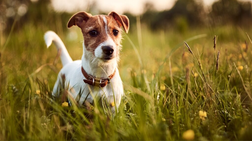 a terrier dog